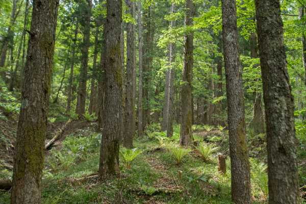 せせらぎ街道付近の森