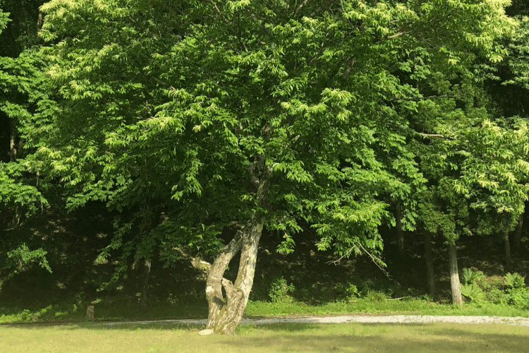 VANAプライベートガーデン